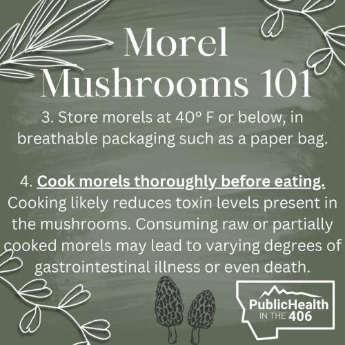morel mushrooms 101